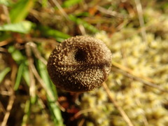 Entoloma crinitum