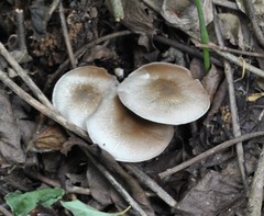 Melanoleuca brevipes