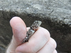 Caribbean Treerunner photo 2