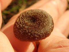 Entoloma crinitum