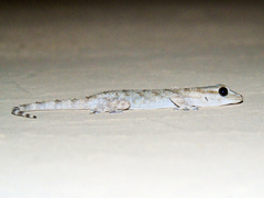 Tarentola mauritanica