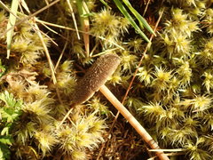 Entoloma crinitum