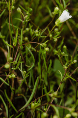 Mononeuria glabra