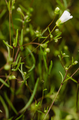 Mononeuria glabra