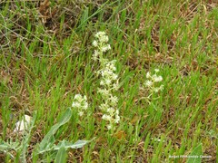 Leuzea conifera