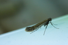 Aspilapteryx tringipennella