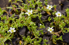 Mononeuria uniflora