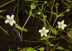 Mononeuria uniflora