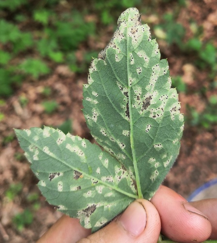 Septoria aegopodii