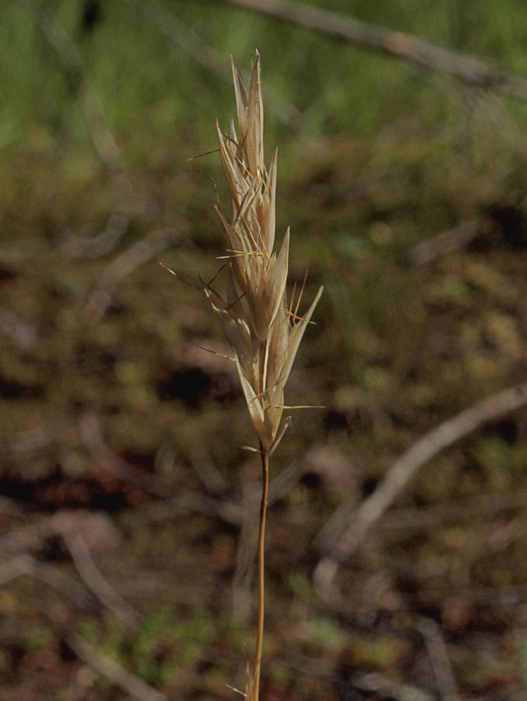 timber oatgrass (Denver-Boulder Metro Area: Grasses, Sedges, and Allies ...