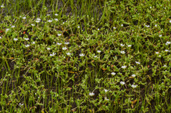 Mononeuria uniflora