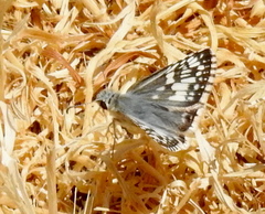 Burnsius communis