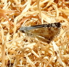 Burnsius communis