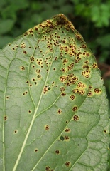 Puccinia violae