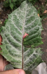 Podosphaera erigerontis-canadensis