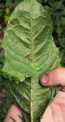 Podosphaera erigerontis-canadensis