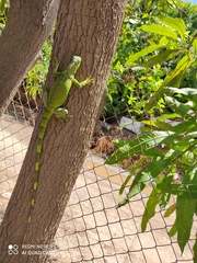Iguana iguana