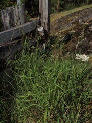Elymus glaucus glaucus
