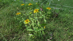 Tetragonotheca texana