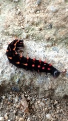 Troidini