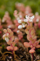 Sedum pusillum