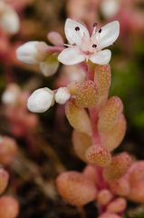 Sedum pusillum