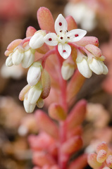Sedum pusillum