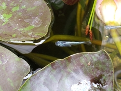 Oryzias latipes