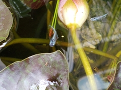 Oryzias latipes