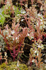 Sedum pusillum
