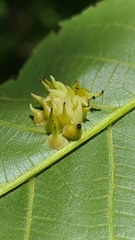 Caryomyia marginata