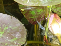 Oryzias latipes