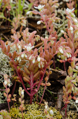 Sedum pusillum