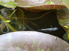 Oryzias latipes