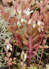 Sedum pusillum