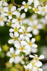 Spiraea thunbergii