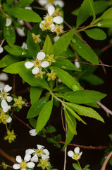 Spiraea thunbergii