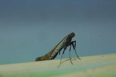 Aspilapteryx tringipennella