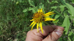 Chauliognathus scutellaris