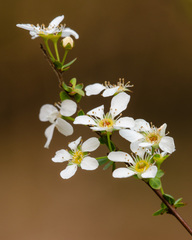 Spiraea thunbergii