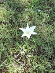 Zephyranthes chlorosolen