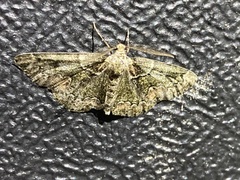 Cleorodes lichenaria