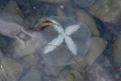 Staurostoma mertensii