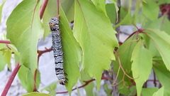 Androloma disparata