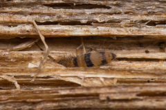 Entomobrya triangularis
