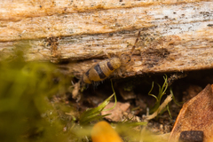 Entomobrya triangularis