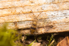 Entomobrya triangularis