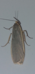 Eilema lurideola