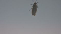 Eilema lurideola