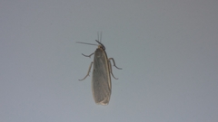 Eilema lurideola